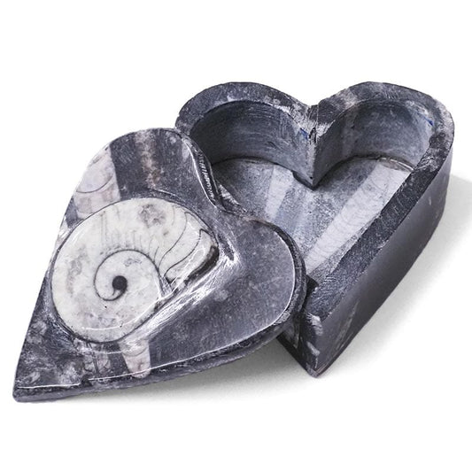 100% original Orthoceras and Ammonite Heart Box - Open yourself to the next phase of your growth and development