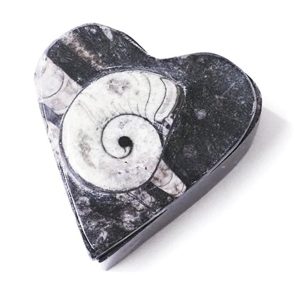 100% original Orthoceras and Ammonite Heart Box - Open yourself to the next phase of your growth and development