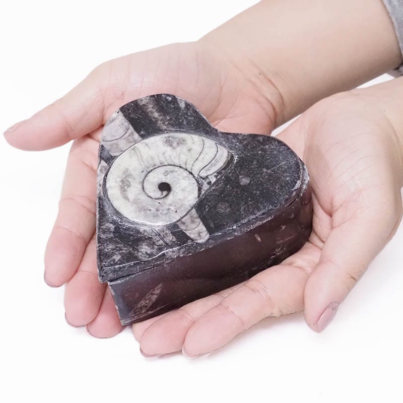 100% original Orthoceras and Ammonite Heart Box - Open yourself to the next phase of your growth and development